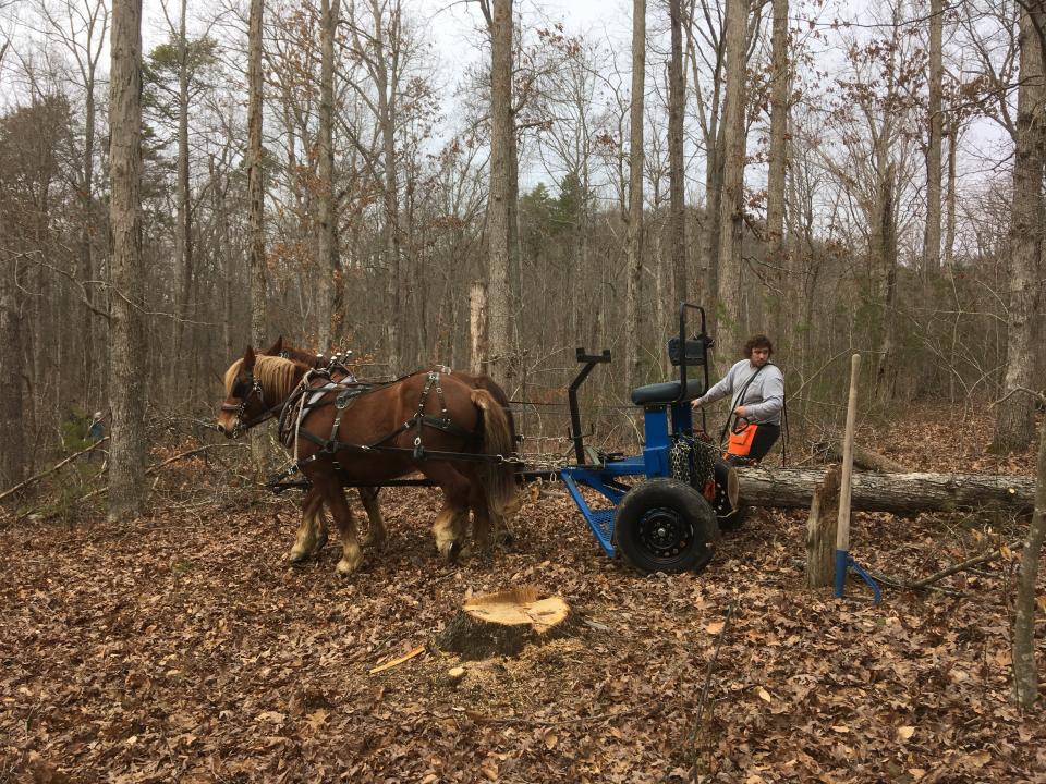 Photo of John Hite III, Berea College Horse Program Forest Technician