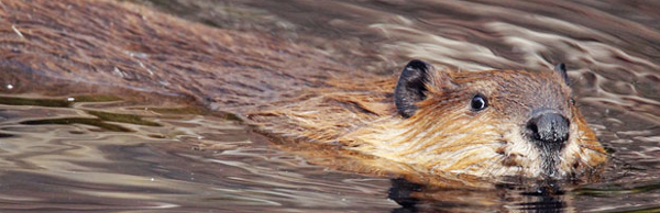 Beaver swimming