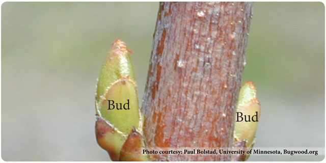 bud