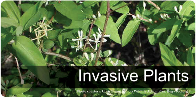 Invasive Plants