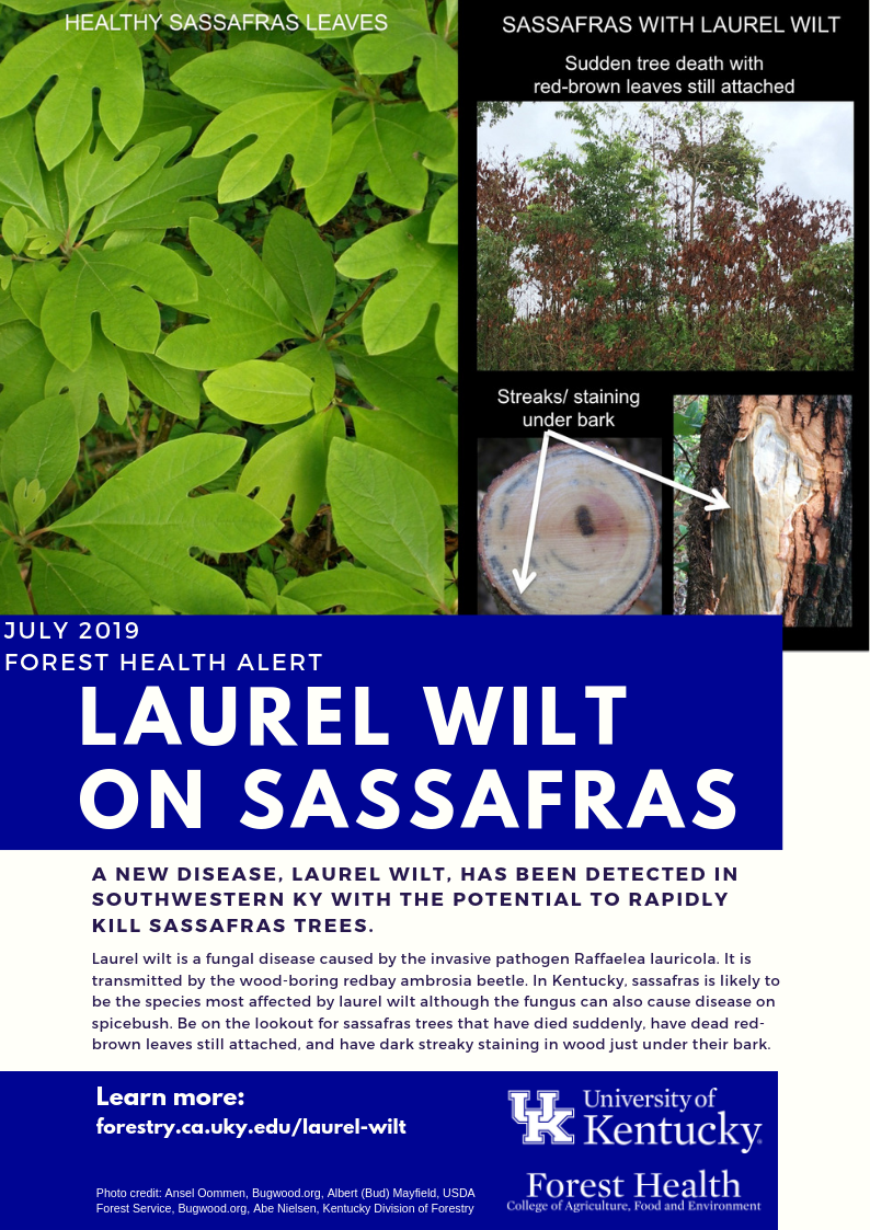 Laurel Wilt on Sassafrass