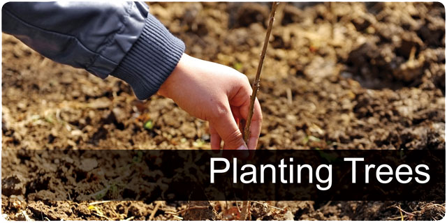 Planting trees