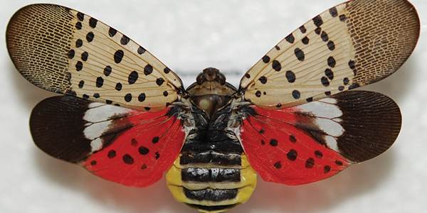 Spotted Lanternfly