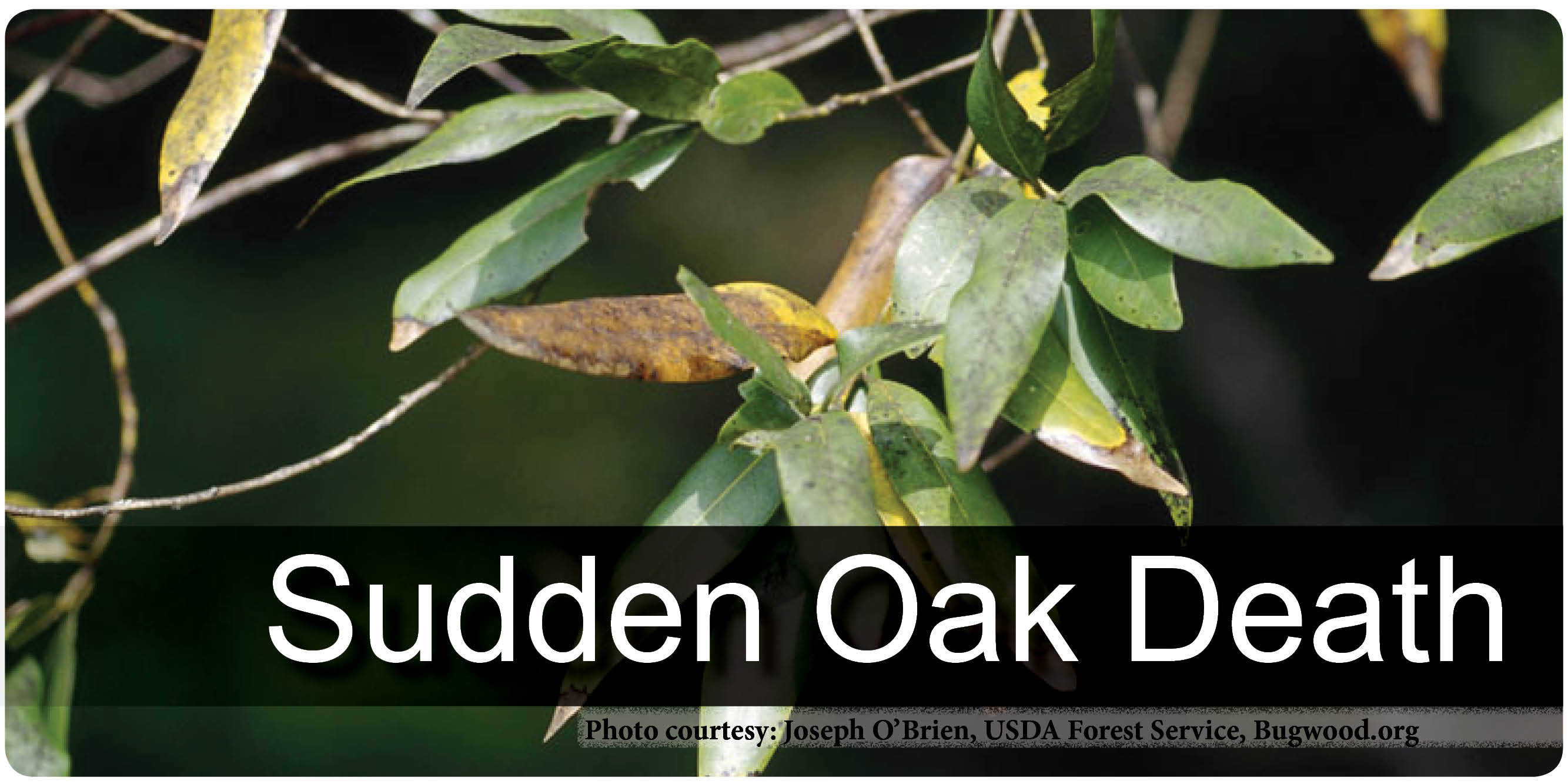 Sudden Oak Death