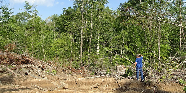 Timber Trespass