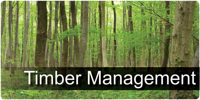 Timber Management