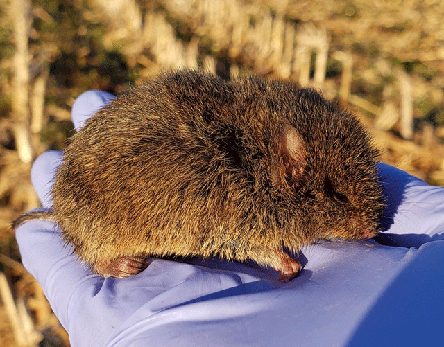 Prairie vole