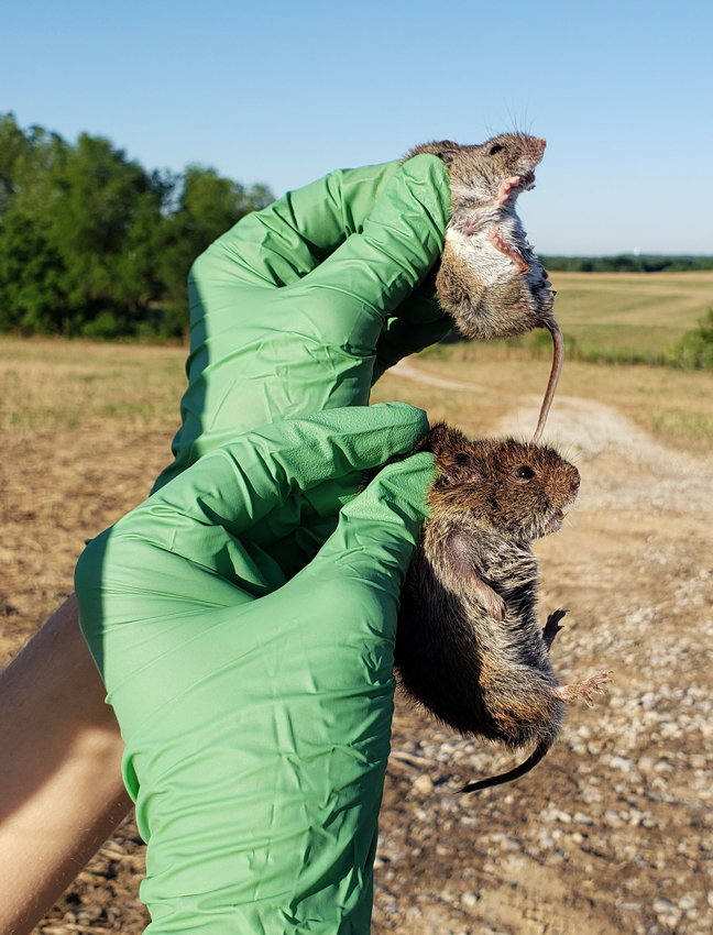 Vole to mouse size difference