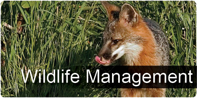 Wildlife Management