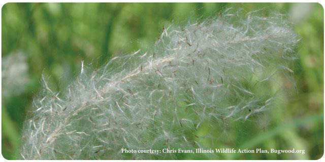 Cogongrass