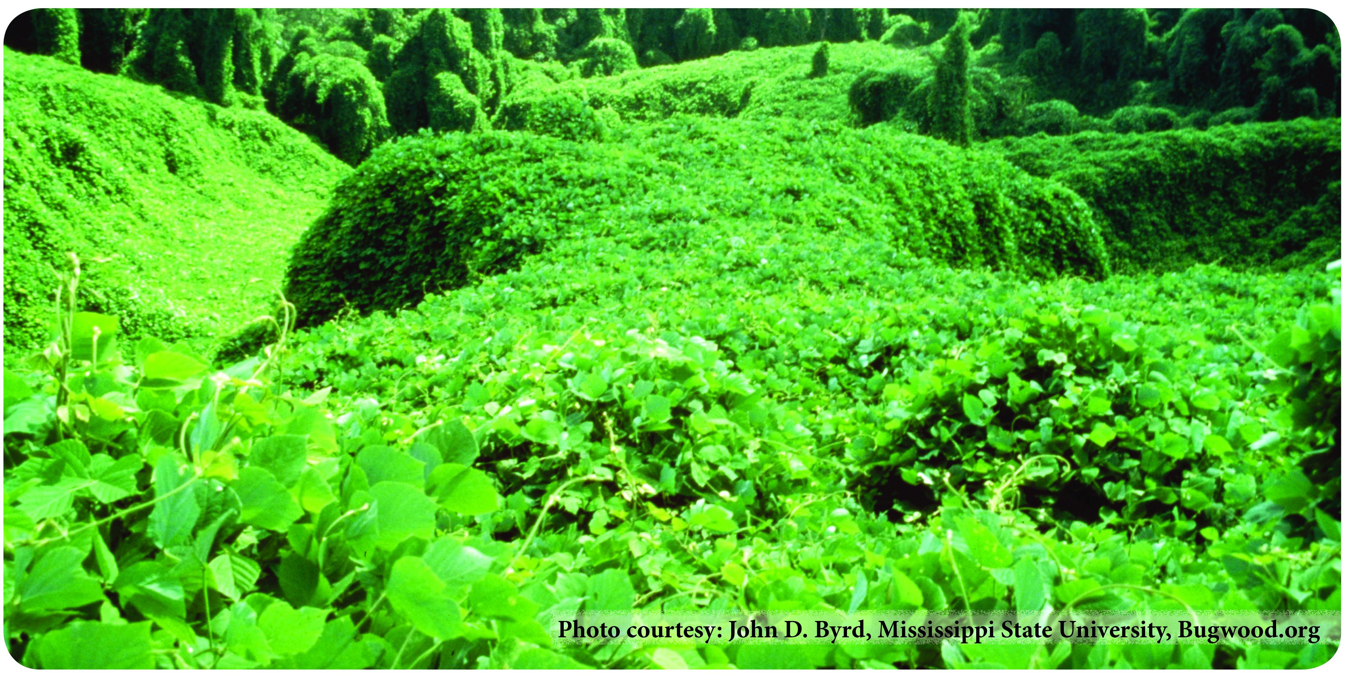 Kudzu