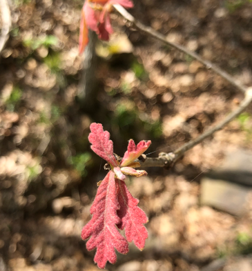 Landowners Guide to White Oak Management photo