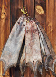 Muskrat pelts