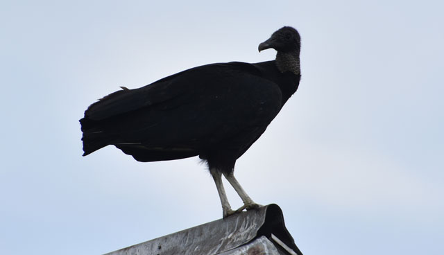 Black Vulture