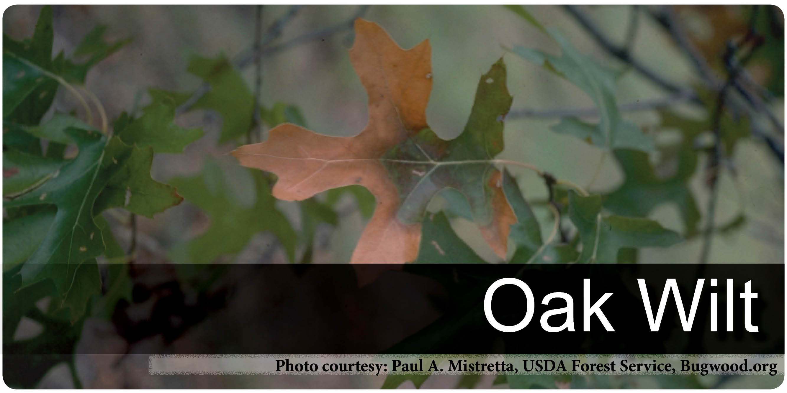 Oak wilt