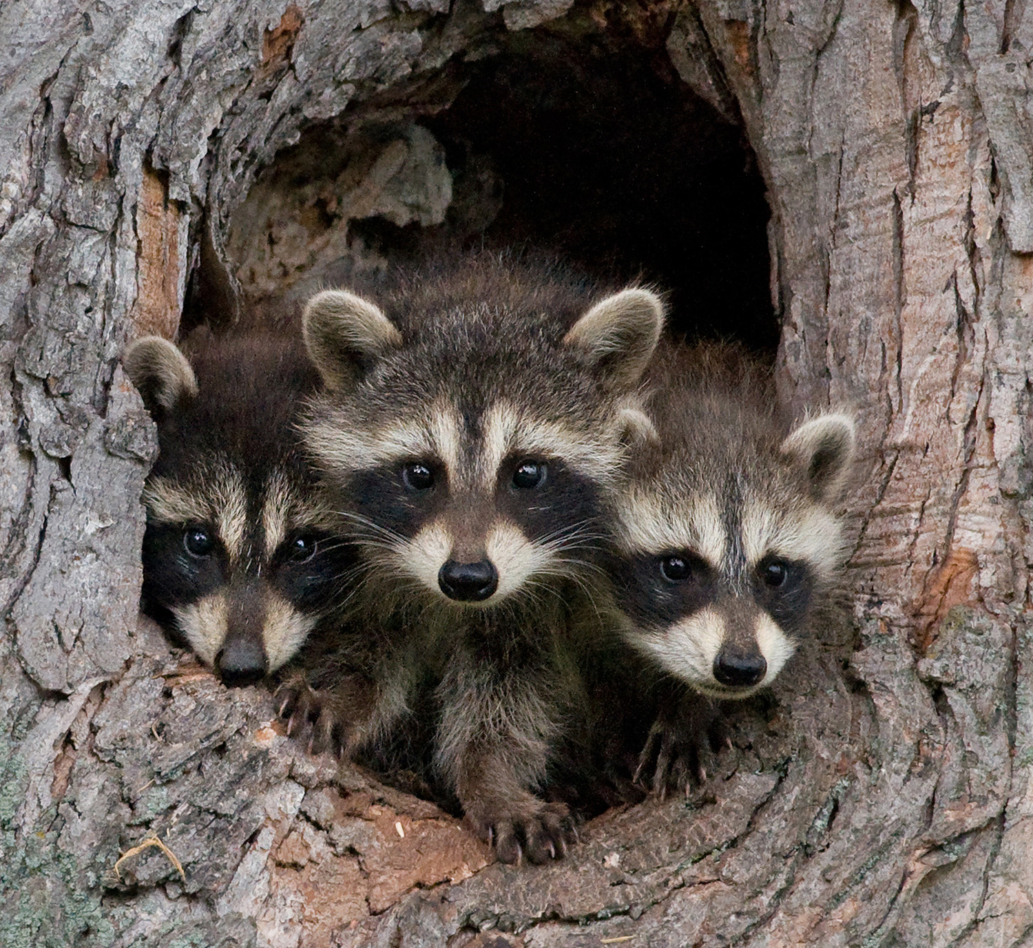 Raccoons