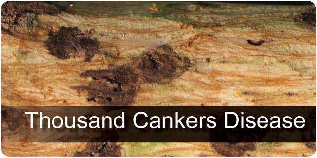 Thousand Cankers Disease