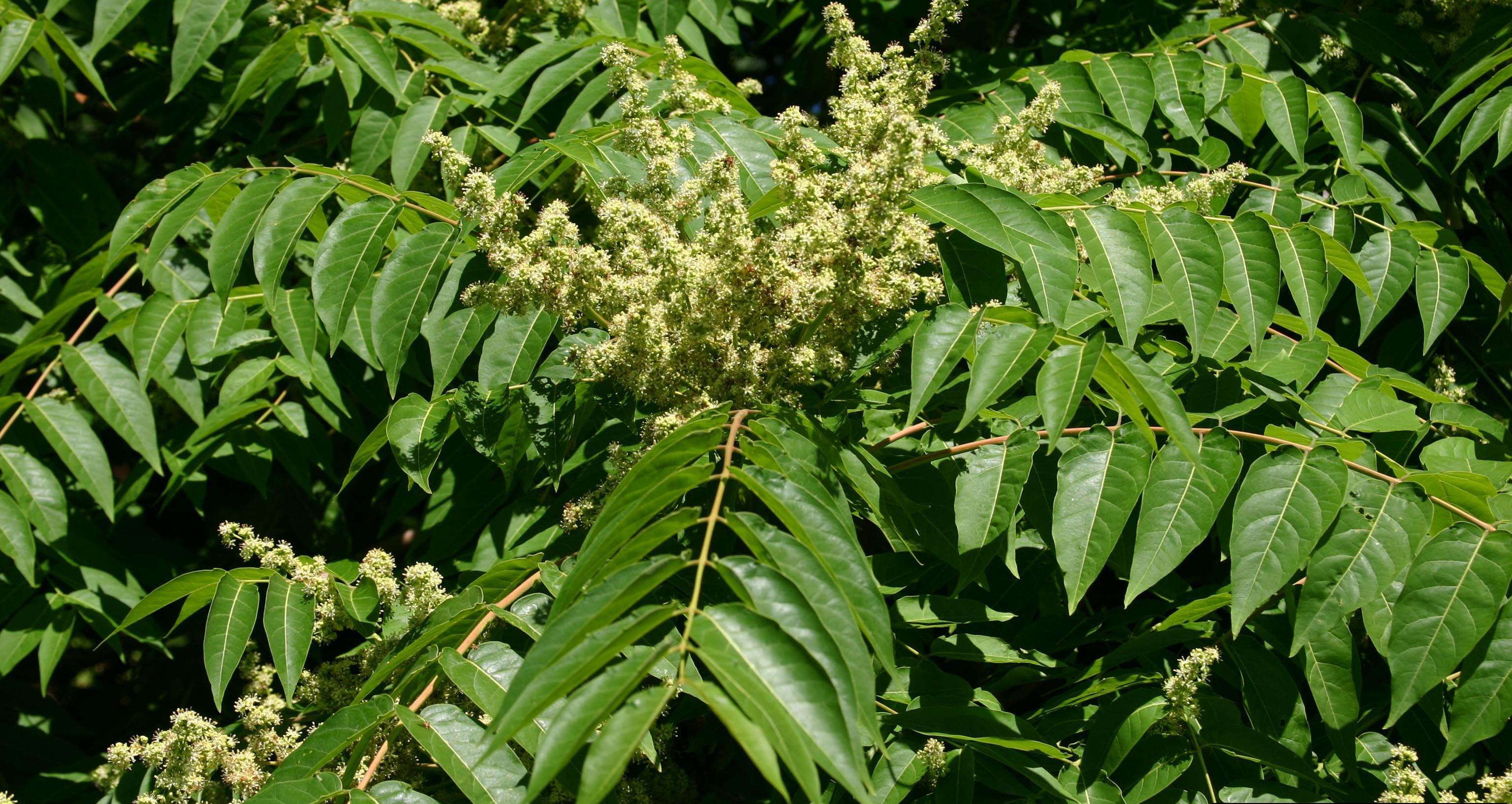 Tree-of-Heaven