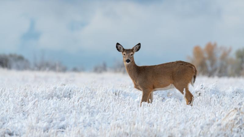 Deer in Snow