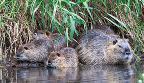 Beaver and young