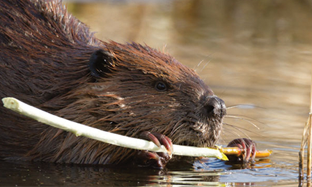 Beaver Head