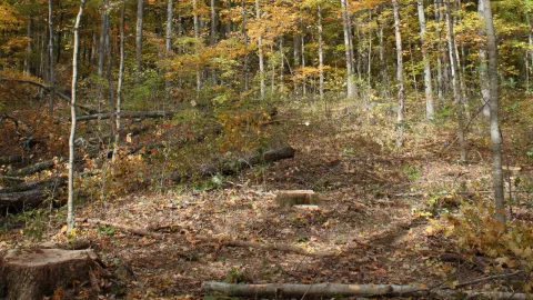 Photo of Expanding gap regeneration study at Berea Forest