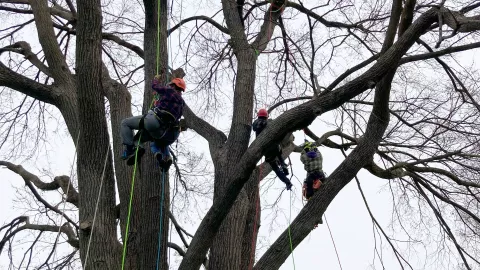 UK Canopy Cats Student Climb, Spring 2023