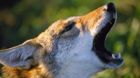 Photo of coyote. Photo by John Cox.