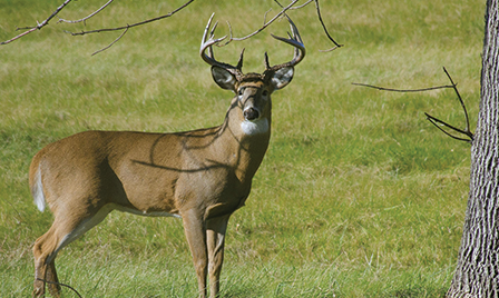 Wildlife Damage | Forestry and Natural Resources