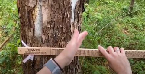 Measuring trees