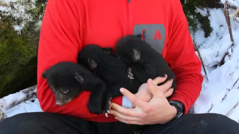 Photo of black bear cubs.