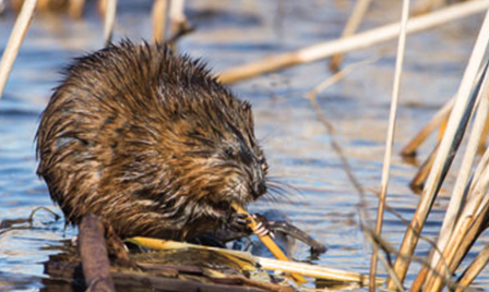 Wildlife Damage | Forestry and Natural Resources