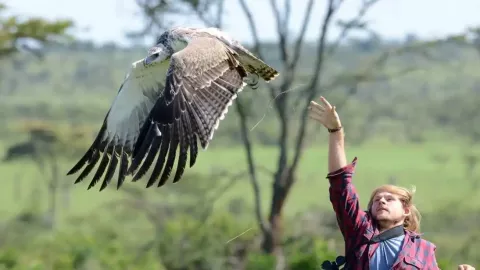 Photo of martial eagle.