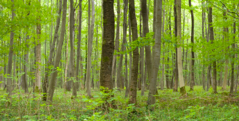 Timber Management