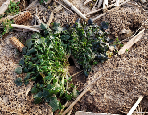 Vole entrance hidden with plant.