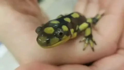 Spotted salamander during Dr. Price's herpetology demonstration. Photo by Dan Eaton.