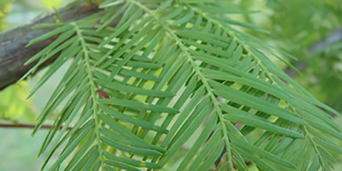 Baldcypress