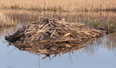 Beaver lodge