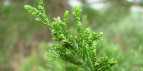 Eastern red cedar