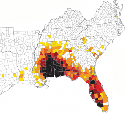 Cogongrass map