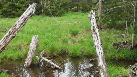 Photo of forest health and restoration research