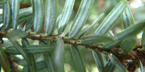 Eastern Hemlock