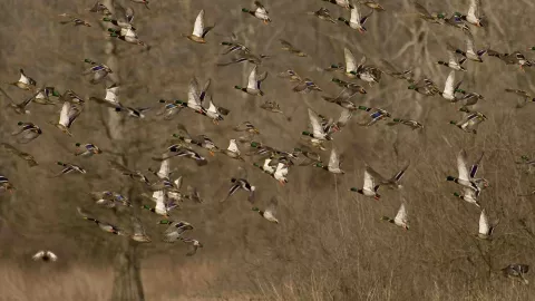 Photo of mallards in flight. Photo by Tom Barnes.