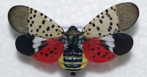 Spotted Lanternfly