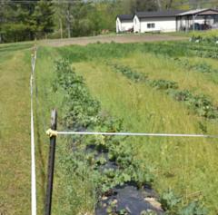 Temporary fence