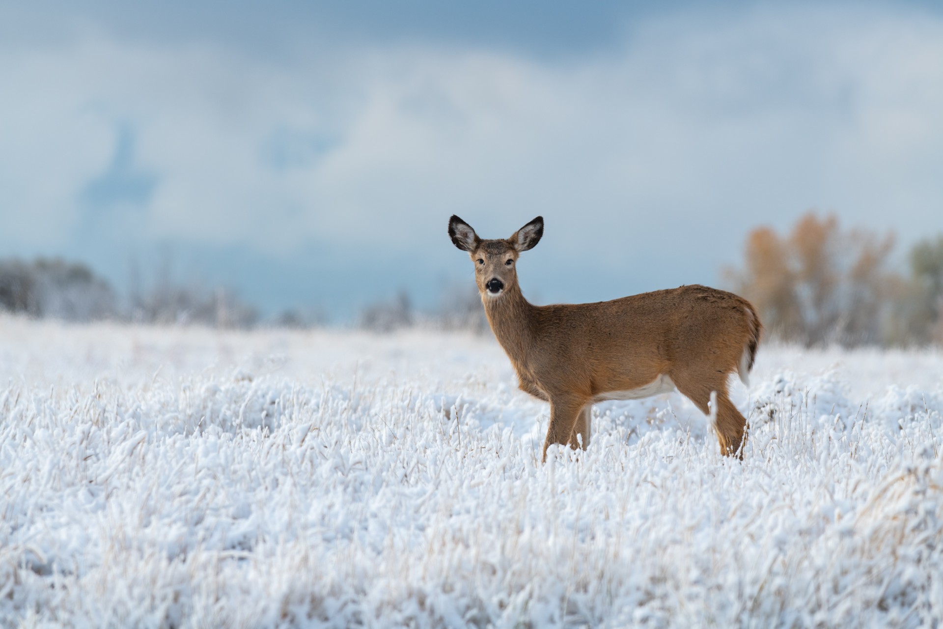 Deer in Snow